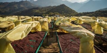 Yemeni coffee production