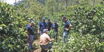 ECOM launches its Green Meter tool and shares how the carbon calculator can help its team design feasible interventions for coffee farmers.
