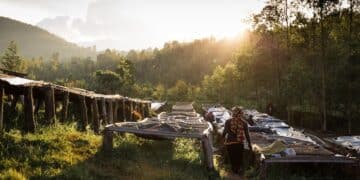 The Rainforest Alliance has announced a new Standard designed to help coffee farmers invest in sustainable solutions. 