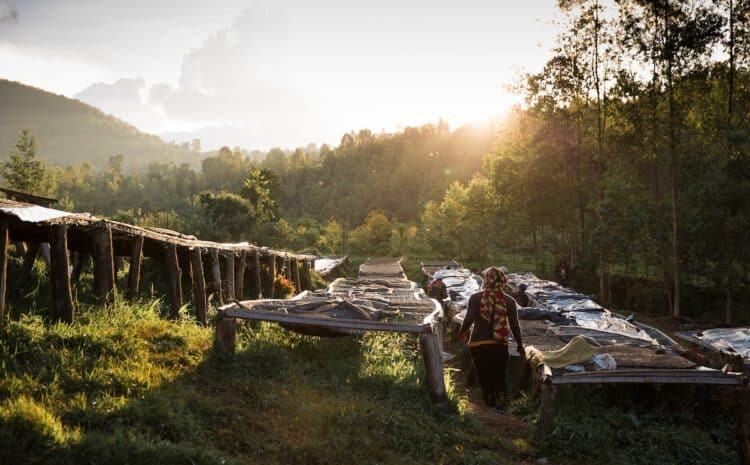 The Rainforest Alliance has announced a new Standard designed to help coffee farmers invest in sustainable solutions. 