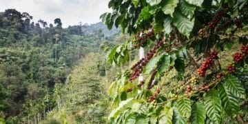Coffee companies have called for a delay to the EU's deforestation law as the policy will disrupt the supply chain and coffee prices.