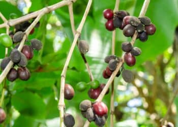 The geo-mapping will take place to ensure Kenya’s coffee farms adhere to the soon-to-be-implemented European Union Deforestation Regulations.