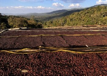 Ethiopian coffee