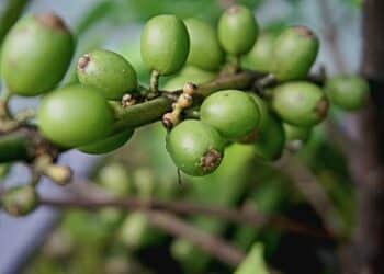 Liberica coffee has been found to consist of three distinct species.