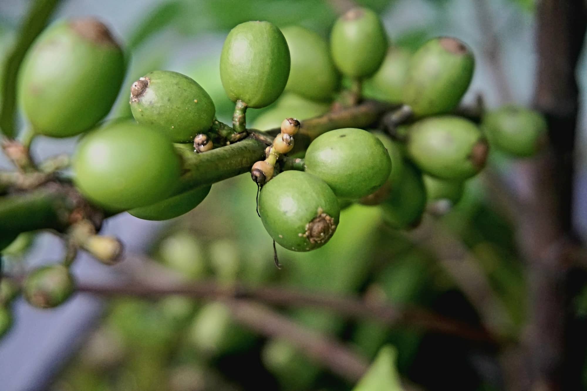 Liberica coffee has been found to consist of three distinct species.