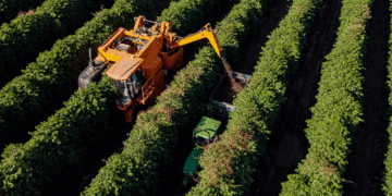 Brazil coffee harvest