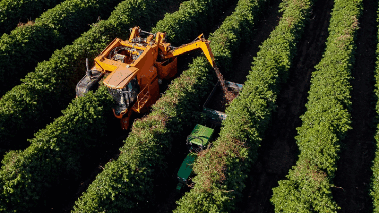 Brazil coffee harvest