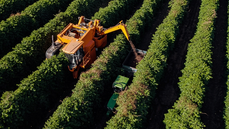 Brazil coffee harvest