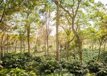 Shade trees coffee farm