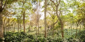 Shade trees coffee farm