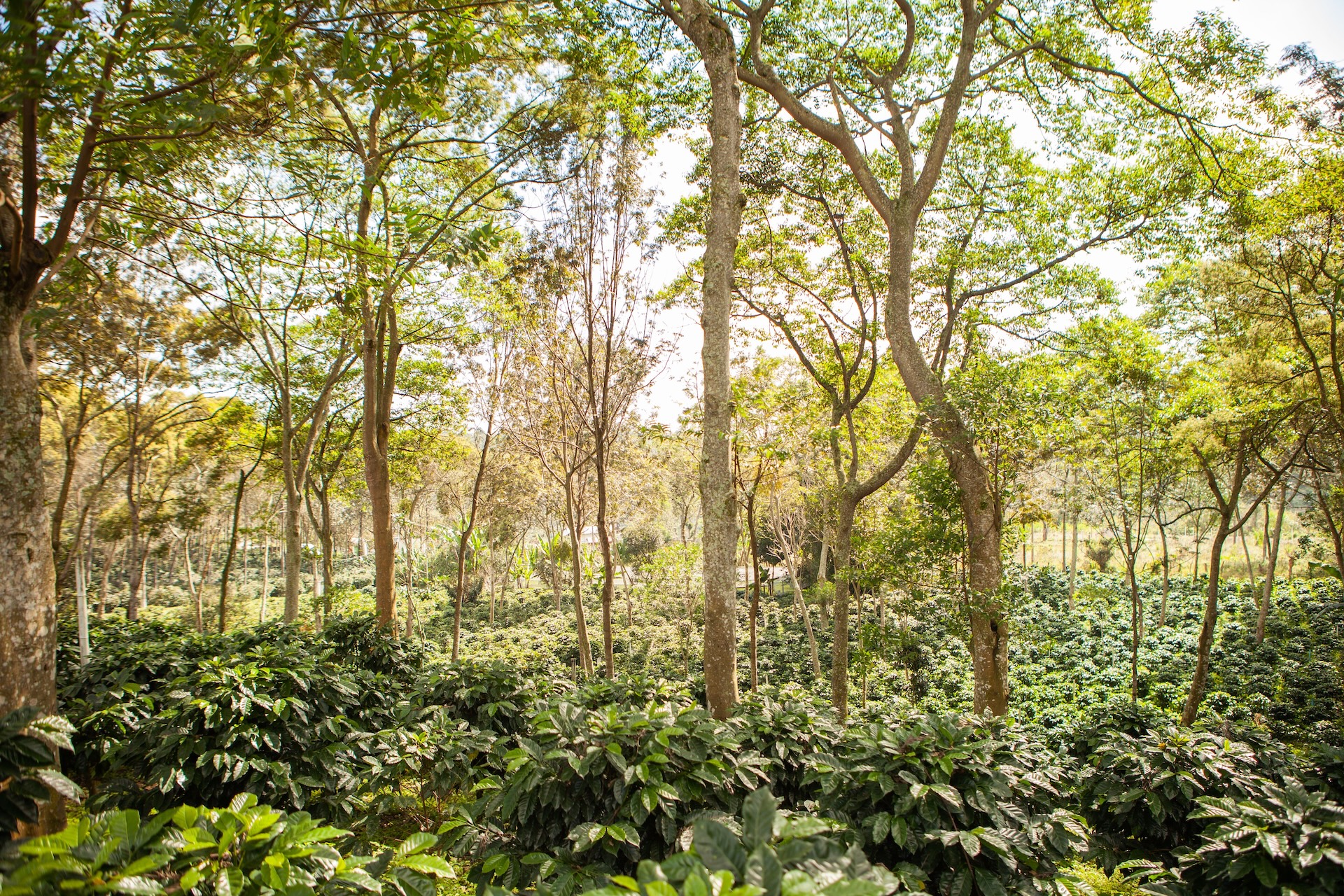 Shade trees coffee farm