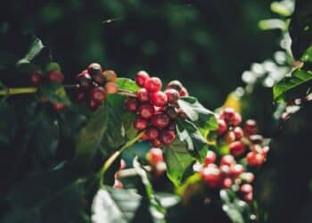 China coffee research