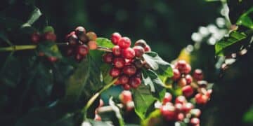 China coffee research