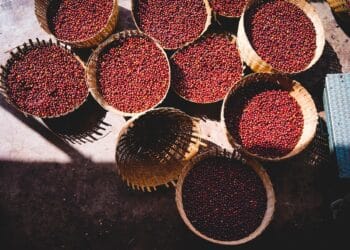 The Ethiopian Ministry of Agriculture reported that its coffee industry has turned into one of the nation's largest economic drivers. 
