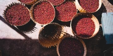 The Ethiopian Ministry of Agriculture reported that its coffee industry has turned into one of the nation's largest economic drivers. 