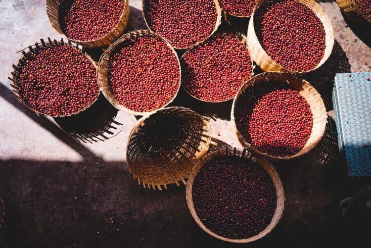 The Ethiopian Ministry of Agriculture reported that its coffee industry has turned into one of the nation's largest economic drivers. 