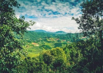 How surging consumer demand and production capabilities have accelerated China’s coffee market – with growth showing no signs of slowing.