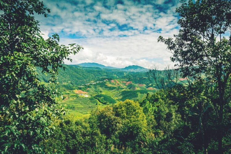 How surging consumer demand and production capabilities have accelerated China’s coffee market – with growth showing no signs of slowing.