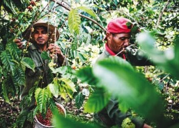 Wild coffee grows in the rainforests of Cuba, where BioCubaCafé is experimenting with fermentation processing techniques.