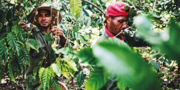 Wild coffee grows in the rainforests of Cuba, where BioCubaCafé is experimenting with fermentation processing techniques.