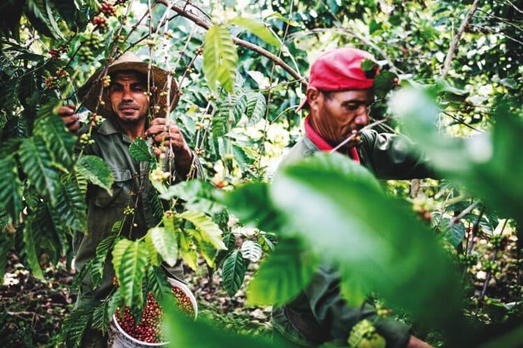 Wild coffee grows in the rainforests of Cuba, where BioCubaCafé is experimenting with fermentation processing techniques.