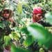 Wild coffee grows in the rainforests of Cuba, where BioCubaCafé is experimenting with fermentation processing techniques.
