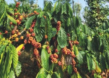 Vidya Coffee Founder Shyamprasad Kodimule details his ambitions to make India one of the world’s top three producers.