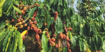 Vidya Coffee Founder Shyamprasad Kodimule details his ambitions to make India one of the world’s top three producers.