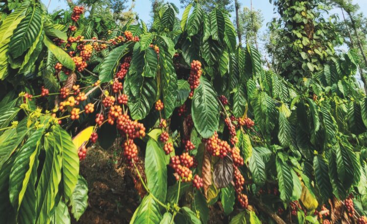 Vidya Coffee Founder Shyamprasad Kodimule details his ambitions to make India one of the world’s top three producers.