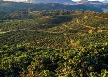 US President Donald Trump has signed an executive order removing the 40 per cent tariff on Brazilian agricultural goods.