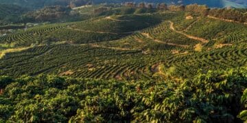 US President Donald Trump has signed an executive order removing the 40 per cent tariff on Brazilian agricultural goods.