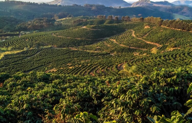 US President Donald Trump has signed an executive order removing the 40 per cent tariff on Brazilian agricultural goods.