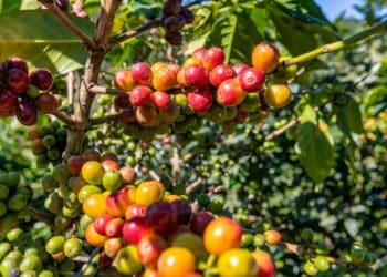 Image: Hien Phung/stock.adobe.com