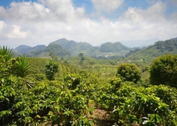 Coffee plantations in the Western Honduras highlands.
