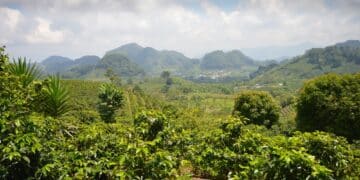 Coffee plantations in the Western Honduras highlands.