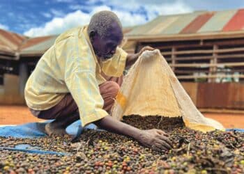   Many coffee producers report chronic back pain from carrying heavy sacks.