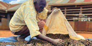   Many coffee producers report chronic back pain from carrying heavy sacks.
