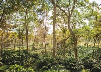 Coffee grown under shade trees in Puebla.