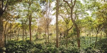  Coffee grown under shade trees in Puebla.