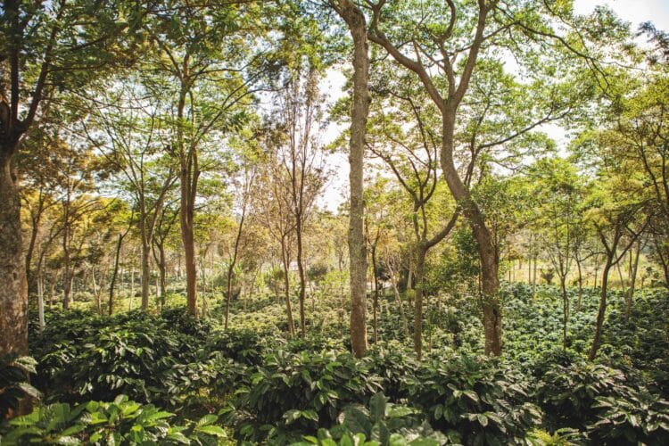  Coffee grown under shade trees in Puebla.