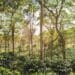  Coffee grown under shade trees in Puebla.
