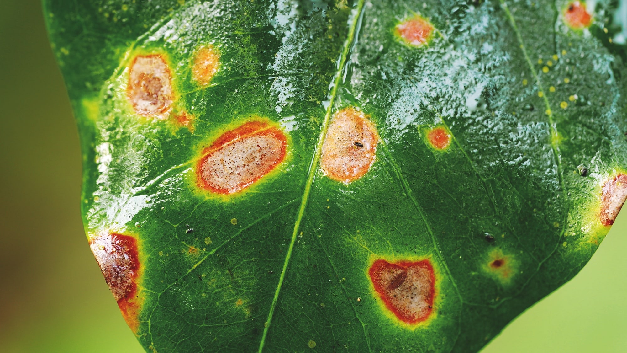Coffee leaf rust can cause reduced yield, weakened plants, and in many cases plant death. 