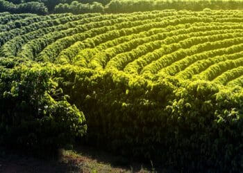 Image: sidneydealmeida/stock.adobe.com