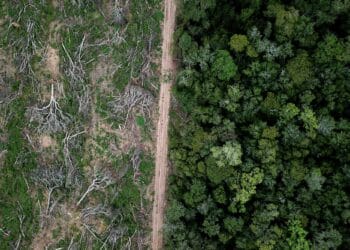 Image: Rhett Ayers Butler/stock.adobe.com