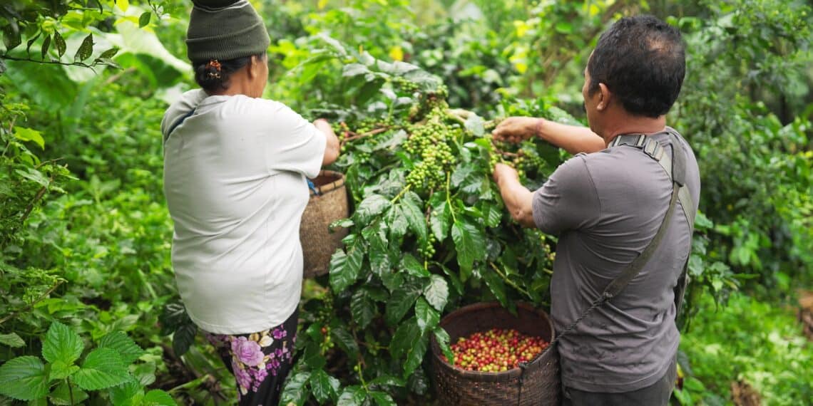 A coffee farm in Indonesia.