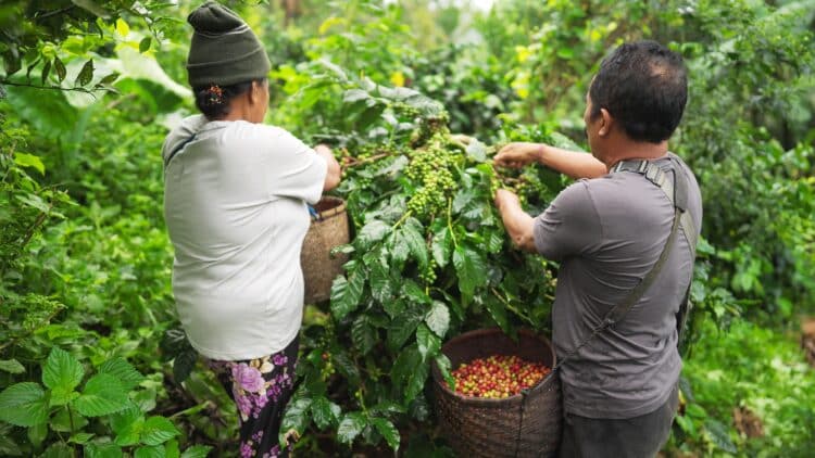 A coffee farm in Indonesia.