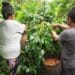 A coffee farm in Indonesia.