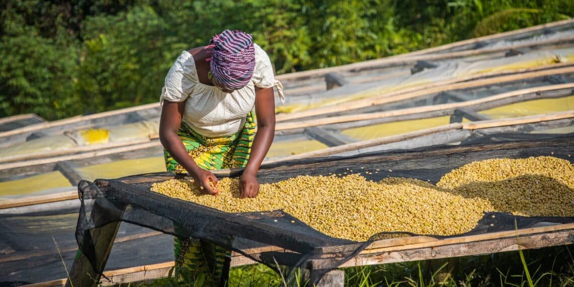 The emerging Middle East market along with rising European and US interest in niche specialty coffee have been attributed as drivers of the surge.