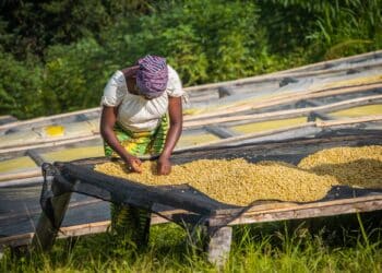 The emerging Middle East market along with rising European and US interest in niche specialty coffee have been attributed as drivers of the surge.