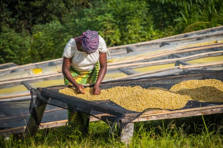 The emerging Middle East market along with rising European and US interest in niche specialty coffee have been attributed as drivers of the surge.